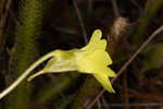 Yellow butterwort